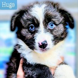 Hugo - Blue merle male Miniature Australian Shepherd puppy in Punta Gorda, Florida from Christie's Creekside Aussies