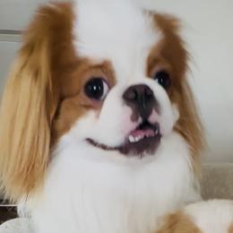 Finley - Japanese Chin