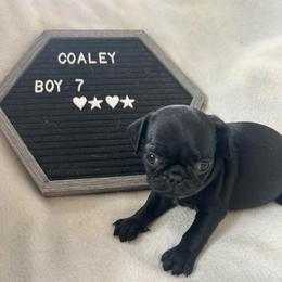 Boy 7 - Black male Pug puppy in Norborne, Missouri from Pug Palace
