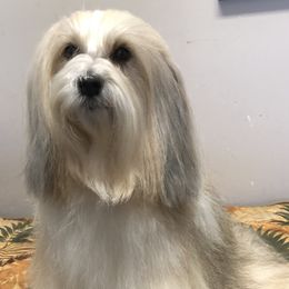 Tibetan Terrier Puppies from Rama Kha Tibetans