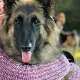 Belgian Tervuren from Briarcliff Belgian Tervuren