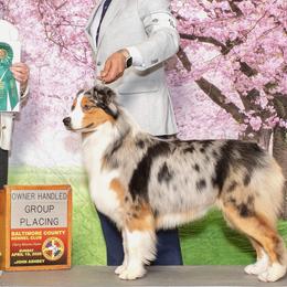 Australian Shepherds from Sacré-Cœur Australian shepherds