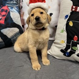America - Labrador Retriever puppy from Morrison Labrador Retreivers