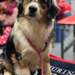 Miniature American Shepherd Puppies from Abington Miniature American Shepherds