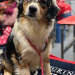 Miniature American Shepherd Puppies from Abington Miniature American Shepherds