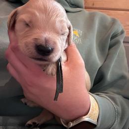 Navy - Light golden male Golden Retriever puppy in Hendersonville, North Carolina from Apple Country Retrievers