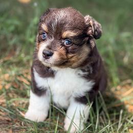 Boomer - Blue merle male Miniature American Shepherd puppy in Leitchfield, Kentucky from Legendmaker MAS