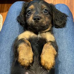 Gizmo - Black and tan male Dachshund puppy in Spring Hill, Florida from Adorable Doxxies