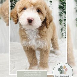 Gray Collar Female - Apricot female Aussiedoodle puppy in Grand Rapids, Michigan from The Kindred K9
