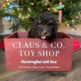 Aussiedoodle Puppies from White River Doodles
