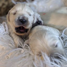 Golden Retriever Puppies from Kayla Prince