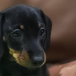 Dachshunds and Pomeranians from Bear Valley Puppies
