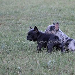 Boston Terrier and French Bulldog Puppies from Freedom Bostons