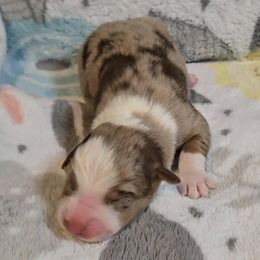 Australian Shepherd Puppies from Nicole Brinton