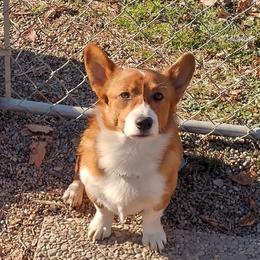 Joker - Pembroke Welsh Corgi