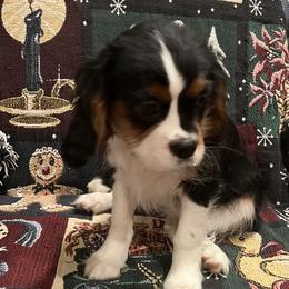 Cavalier King Charles Spaniels from Greg Hogan