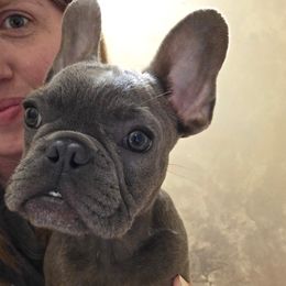 French Bulldog Puppies from Southern Class Frenchies