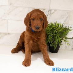 Blizzard - Red male Irish Doodle puppy in Mesa, Arizona from Desert Doodles