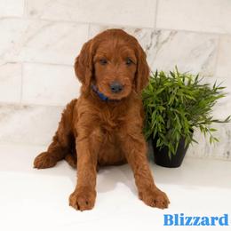 Blizzard - Red male Irish Doodle puppy in Mesa, Arizona from Desert Doodles