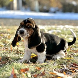 Basset Hound Puppies from Plummer Mountain Kennels