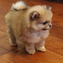 Pomeranian Puppies from Donna's Pomeranians