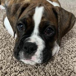 Boxers from Bega Boxers