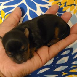 Yorkshire Terrier Puppies from Empress Kiss Yorkies