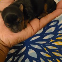 Yorkshire Terrier Puppies from Empress Kiss Yorkies