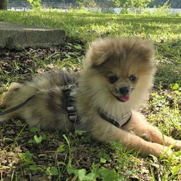 Teddy - Black and brindle male Pomeranian puppy in Byhalia, Mississippi from Bruno & Bella's Poms