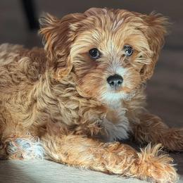 Cavalier King Charles Spaniel, Cavapoo, Havanese, Havapoo, and Poodle Puppies from West Cobb Dogs