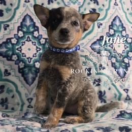 Jane - Blue female Australian Cattle Dog puppy in Silsbee, Texas from Rockin ND Ranch