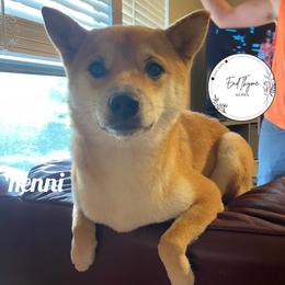Renni - Shiba Inu