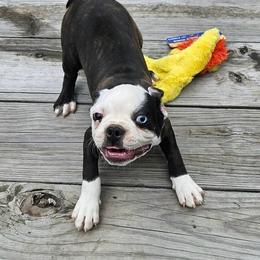 Black Brindle Blue Eye Boy - Black brindle and white male Boston Terrier puppy in Anderson, South Carolina from Lola’s House of Bostons & Rescue