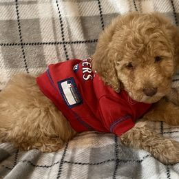 Goldendoodle and Poodle Puppies from Duffey’s IncrediDoodles