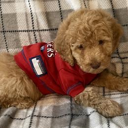 Goldendoodle and Poodle Puppies from Duffey’s IncrediDoodles