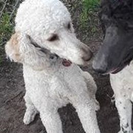 Poodles from Jennifer Somnis Standard Poodles