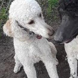 Poodles from Jennifer Somnis Standard Poodles