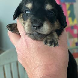 Black cream girl - Black and cream female Dachshund puppy in Hudson, North Carolina from Foothills Precious Paws