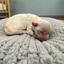 Valentin - White male Havanese puppy in Cadwell, Georgia from Hashtag Havenese