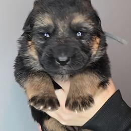 Ice Blue - Black and tan male German Shepherd puppy in Tony, Wisconsin from Muddy Acres German Shepherds