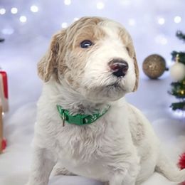 Frosty (Green Collar Boy) - Goldendoodle puppy from Highland Grove Doodles, LLC