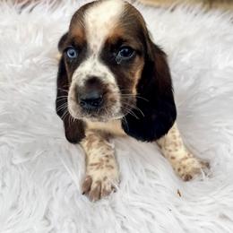 Blue Male - Black tan and white male Basset Hound puppy in Clinton, Tennessee from High Hopes Hounds