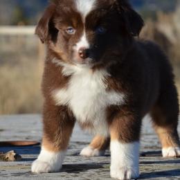 Miniature American Shepherd and Miniature Australian Shepherd Puppies from Back Country Aussies