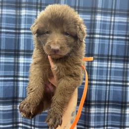 Orange collar - Liver male German Shepherd puppy in Pelham, North Carolina from P & P Shepherds