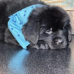 Taurus - Black male Newfoundland puppy in Tully, New York from Bear Paw Newfoundlands