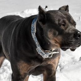 Raevyn - Cane Corso