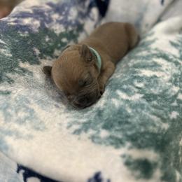 Cane Corso Puppies from Last Frontier Cane Corsos