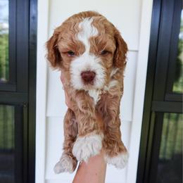 Star - male Cavapoochon puppy in Morris, Pennsylvania from Heartland Puppies