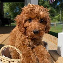 Elouise - Red female Cavapoo puppy in Bozrah, Connecticut from Cedar Creek Farm