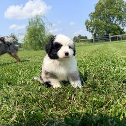 Boy 2 - Blue merle male Miniature Australian Shepherd puppy in Arcadia, Indiana from Sunset Cowgirl Mini Aussies